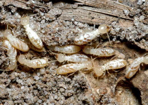 Subterranean termites